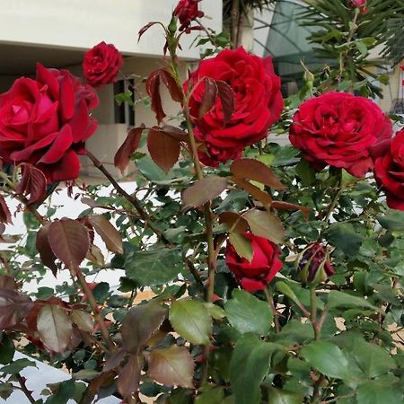 Dreamy Holidays Apartment 干尼亞 外观 照片